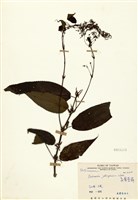 藏品(長葉苧麻)的圖片